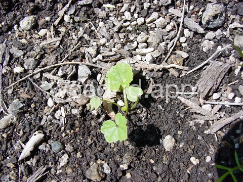 mallow, common